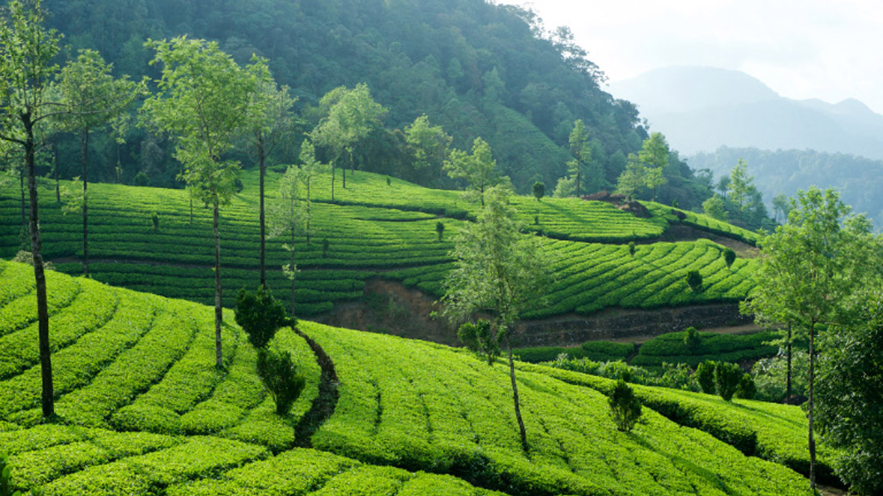 munnar