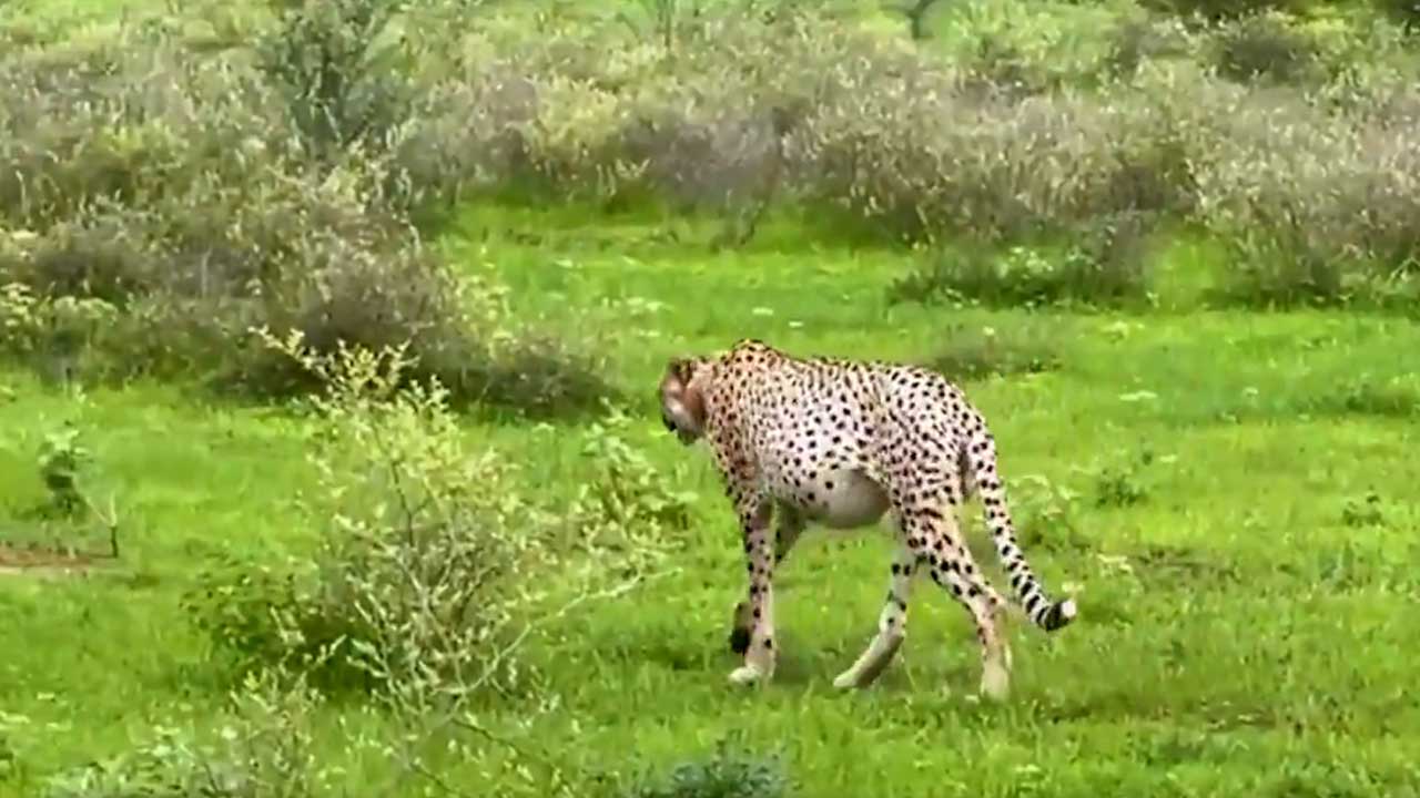 kuno