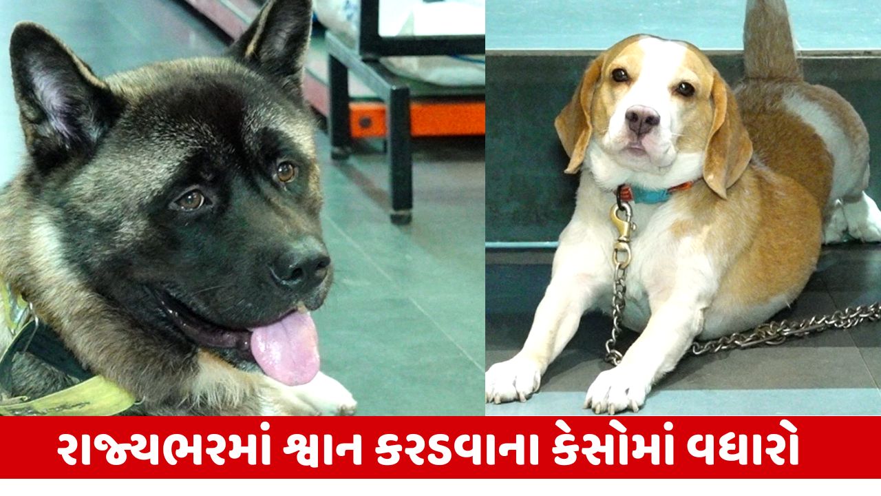 Dog Biting : શ્વાન કરડવા પાછળ શું કારણ છે જવાબદાર?