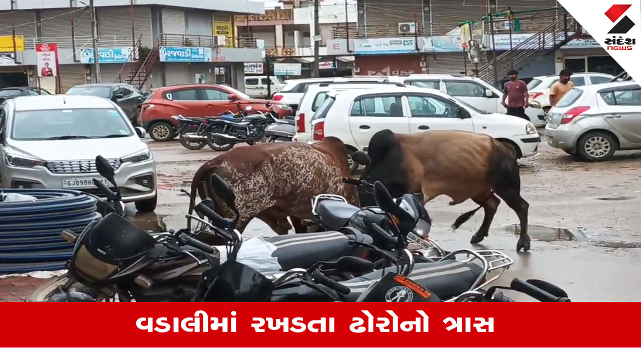 Sabarkantha: વડાલીમાં રખડતા ઢોરોનો ત્રાસ, આખલા યુદ્ધથી પાર્કિગમાં રાખેલા વાહનોને નુકસાન