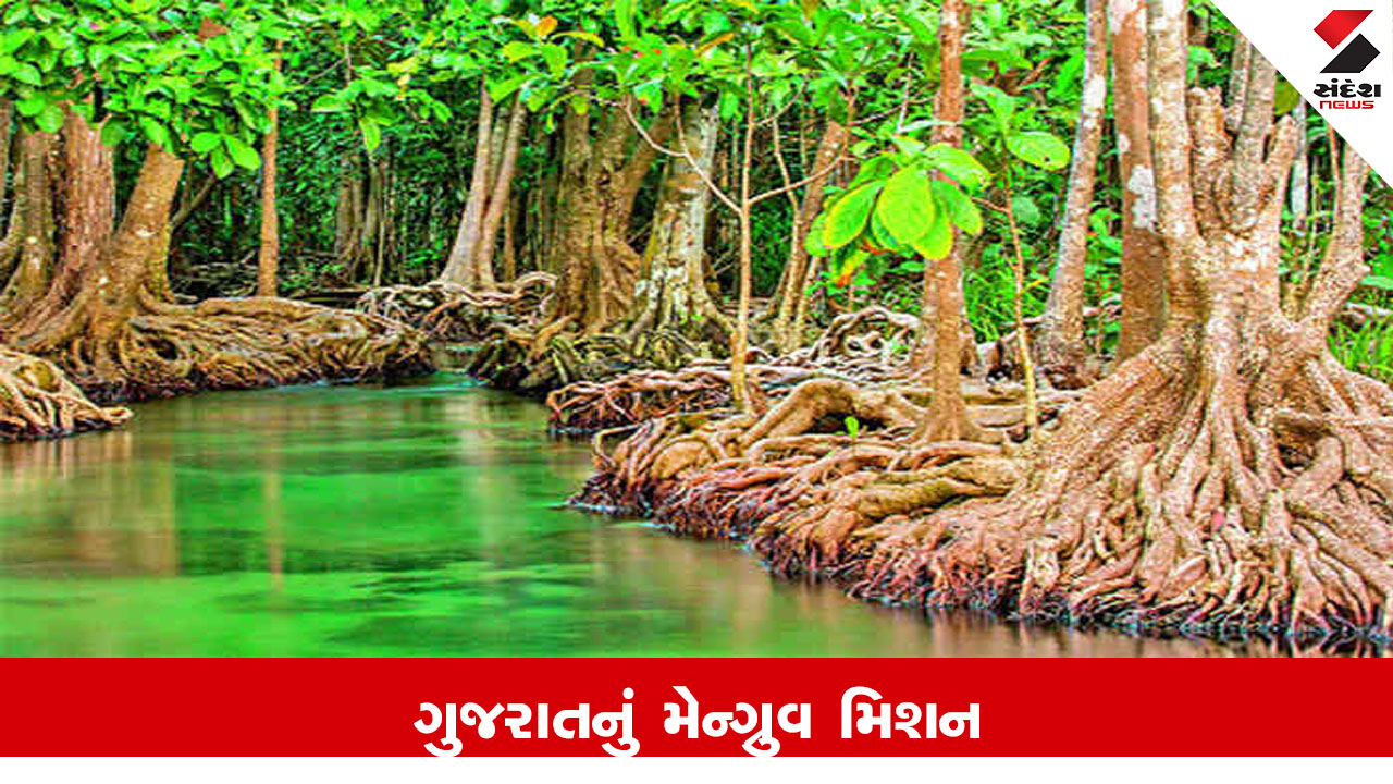 Gujarat News : ‘મિષ્ટી’ યોજના હેઠળ ગુજરાત 19,520 હેક્ટર વિસ્તારમાં ચેરના વાવેતર સાથે દેશમાં પ્રથમ
