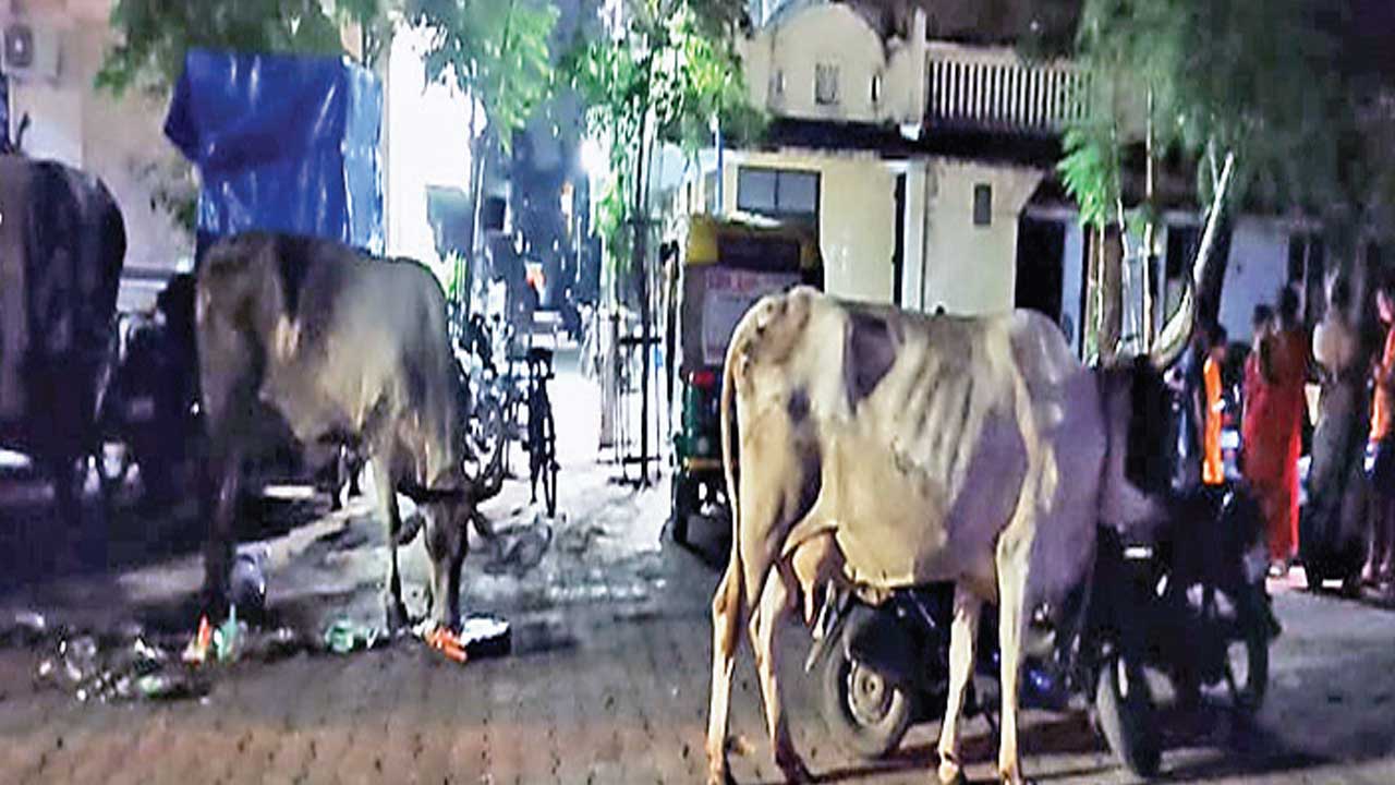 Ahmedabad: બાપુનગરમાં રાત્રે રઝળતાં ઢોરોનો ત્રાસ યથાવત્