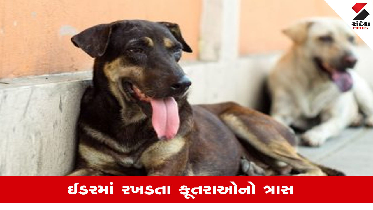 Idarમાં રખડતા કૂતરાઓનો ત્રાસ યથાવત, એક મહિનામાં 186 શ્વાન કરડવાના કેસ નોંધાયા