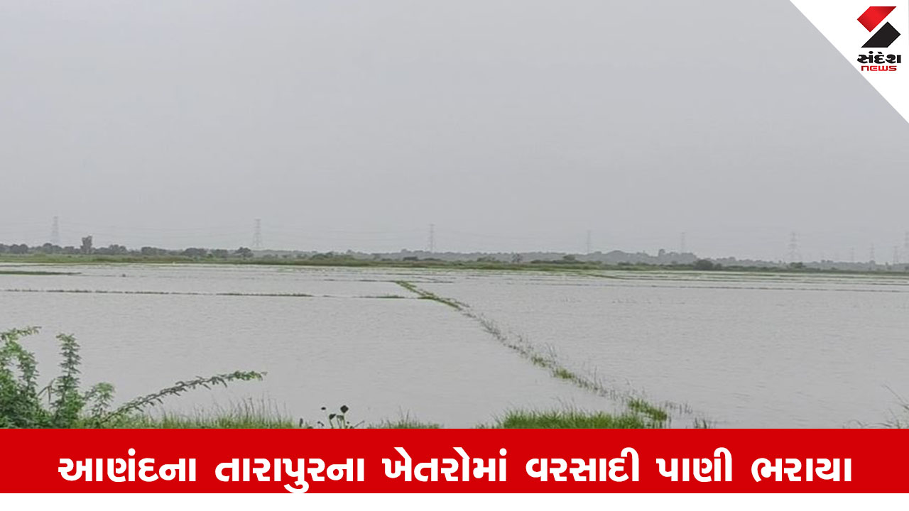 Anand News : આણંદના તારાપુરના ચાંગડા ગામમાં ખેતરોમાં ભરાયા વરસાદી પાણી, ડાંગરનો પાક પાણીમાં ગરકાવ