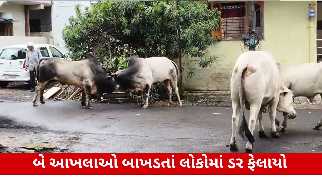 વ્યારામાં આખલા યુદ્ધથી ભયનો માહોલ, પાલિકાની કામગીરી પર ઉઠ્યા સવાલો