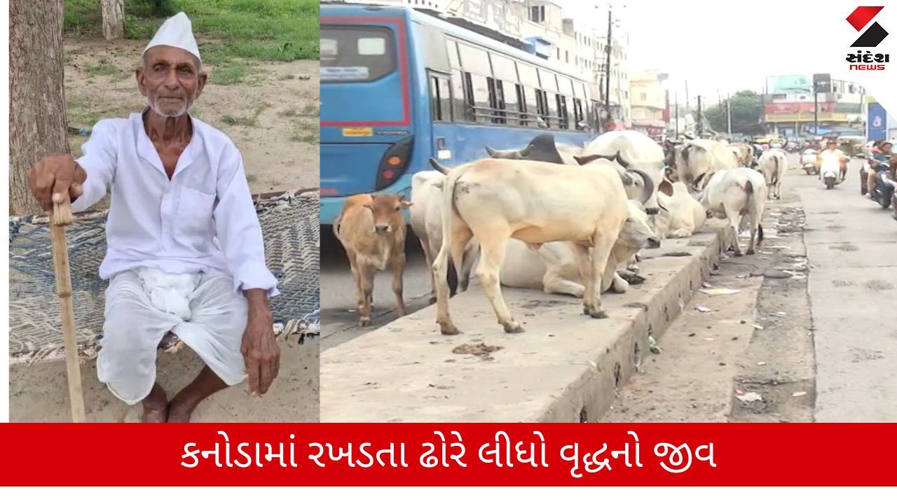 Mehsana News: કનોડા ગામમાં રખડતા ઢોરે 75 વર્ષીય વૃદ્ધનો જીવ લીધો