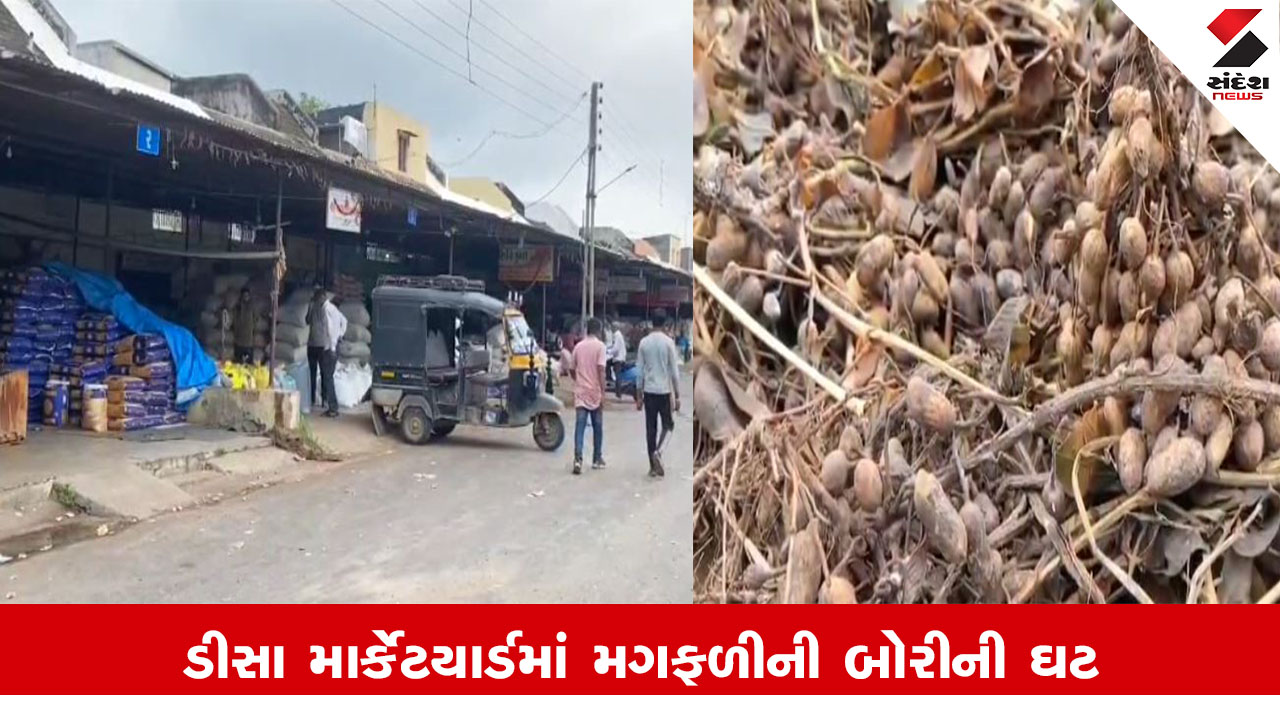 Banaskantha News : ડીસા માર્કેટયાર્ડમાં પાંચ લાખ કરતાં વધુ મગફળીની બોરીની ઘટ જોવા મળી રહી છે