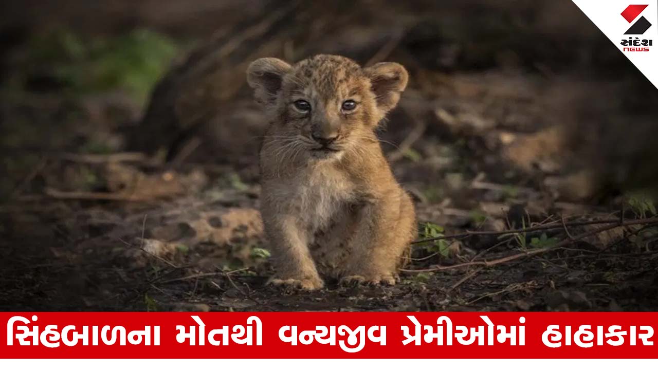 Amreli News : કાગવદરમાં સિંહબાળના ભેદી મોત!, વનમંત્રી અને DCF ના વિપરીત નિવેદનોથી હાહાકાર