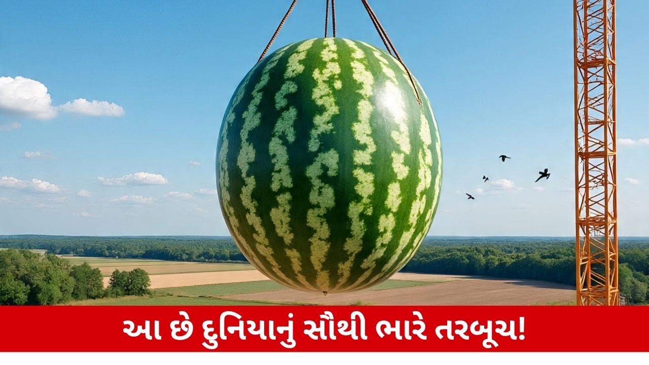 વિશ્વનું સૌથી મોટું તરબૂચ: તરબૂચને ઉપાડવા ક્રેન બોલાવી! World Biggest Watermelon!.