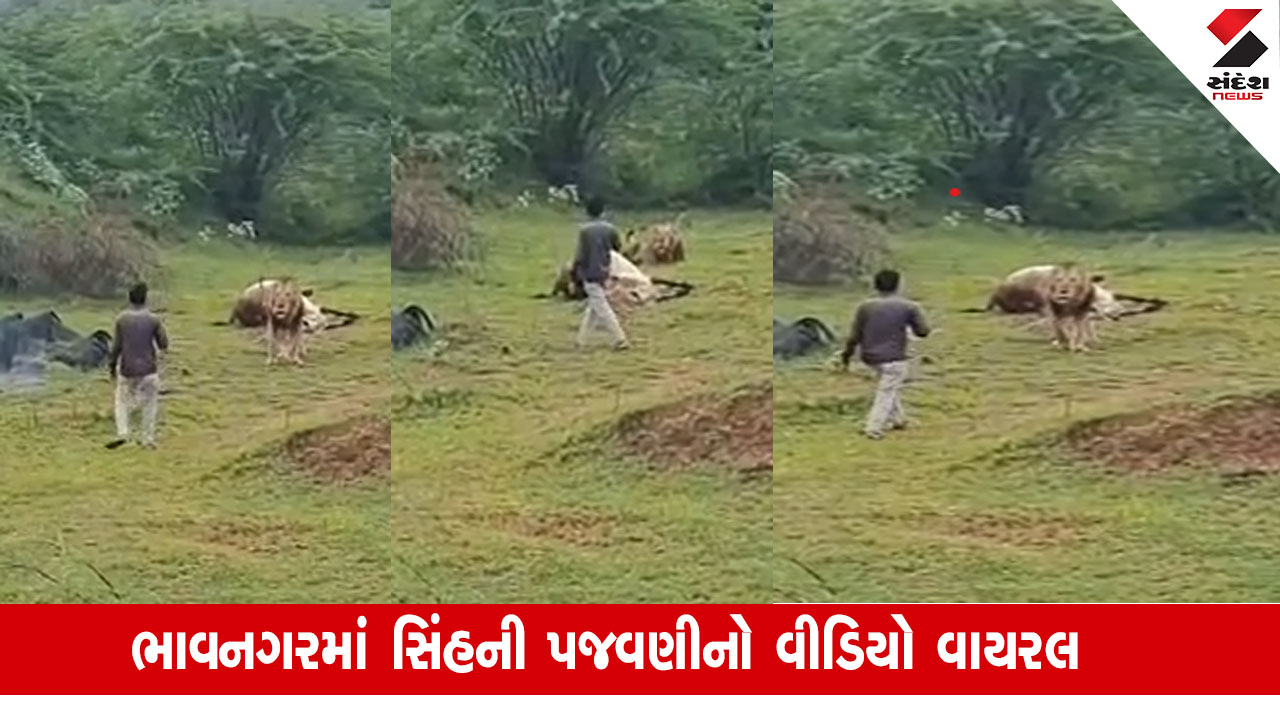ભાવનગર News: શિકાર આરોગતા સિંહની પજવણી, એક વ્યક્તિ વનરાજની નજીક પહોંચ્યો. Video વાયરલ.