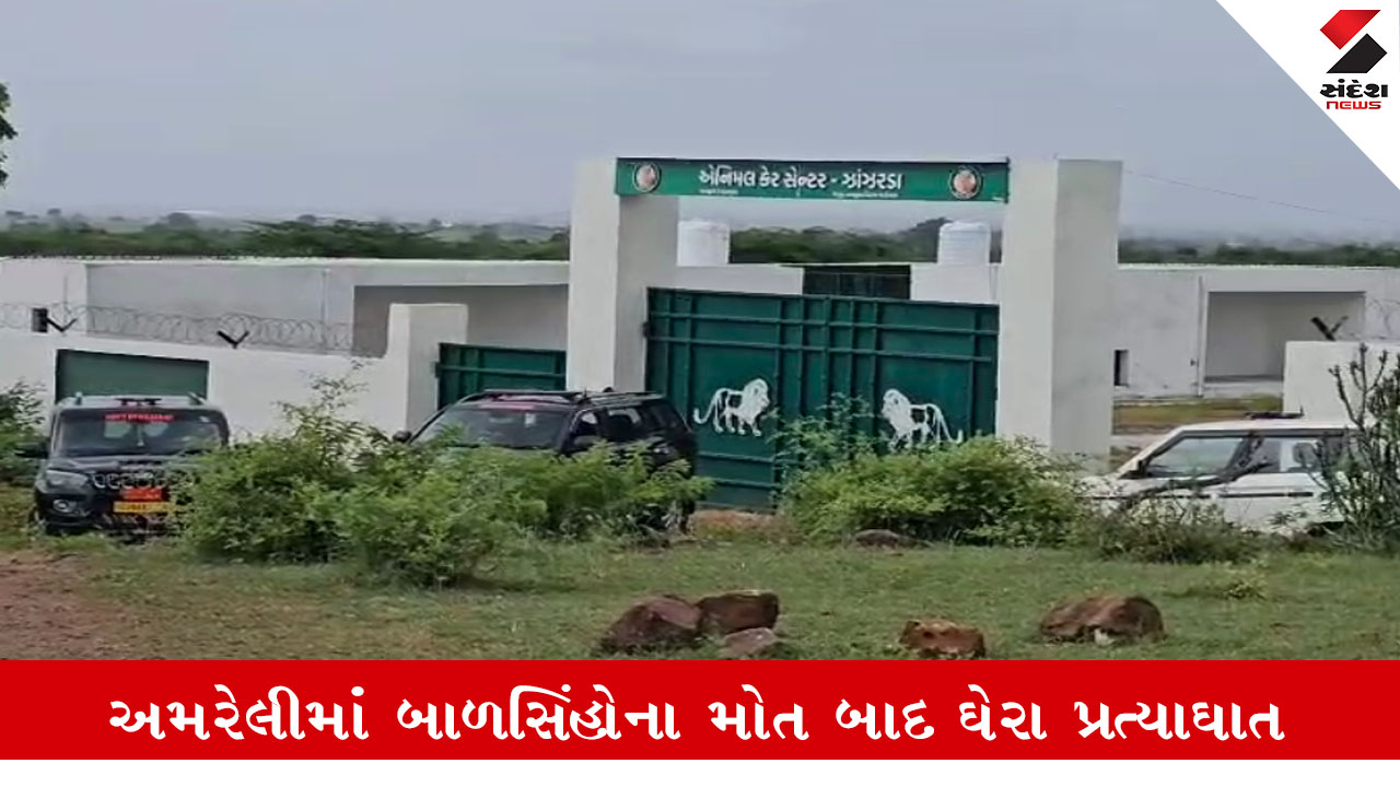Amreli: જાફરાબાદમાં બાળસિંહોના મોતની તપાસ માટે ગાંધીનગરથી વન વિભાગની ટીમ દોડી.