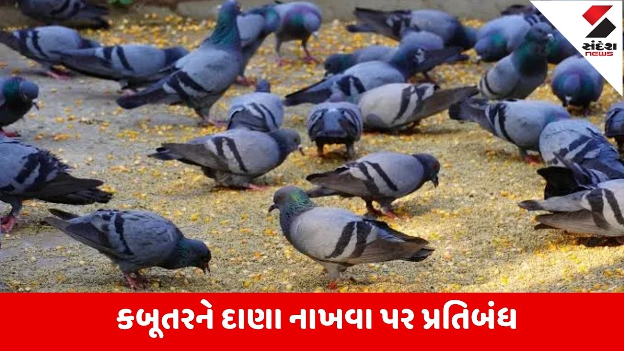 Mumbai: કબૂતરોને દાણા નાખનારા 100થી વધુ લોકોને દંડિત કરાયા, BMC દ્વારા કડક કાર્યવાહી.