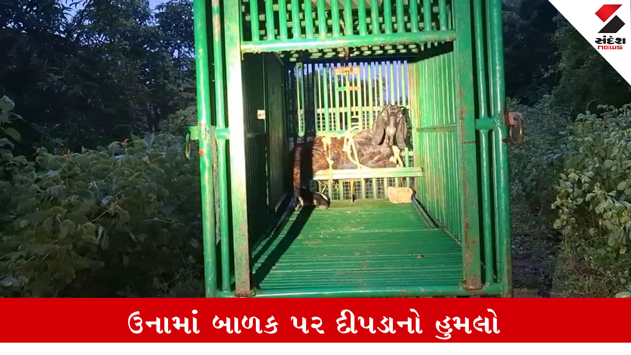 Una News: ભાચા ગામે દીપડાએ બે વર્ષના બાળકને ઉપાડી જતા ગળાના ભાગે ઇજા થતા મોત થયું.