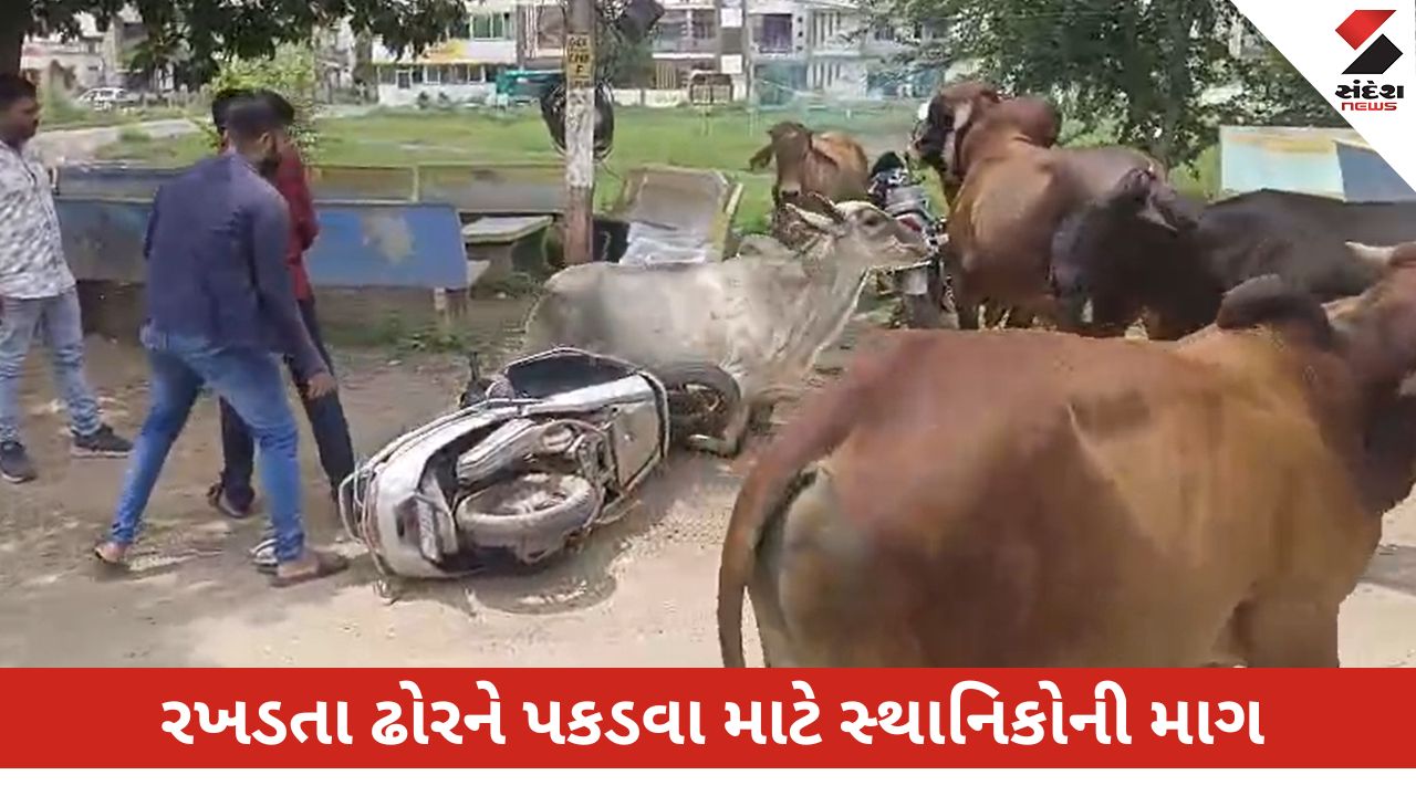 પંચમહાલ: શહેરમાં રખડતા ઢોરે એક્ટિવાચાલકને અડફેટે લેતા તે ઘાયલ; સ્થાનિકોએ રખડતા ઢોરને પકડવાની માગ કરી.