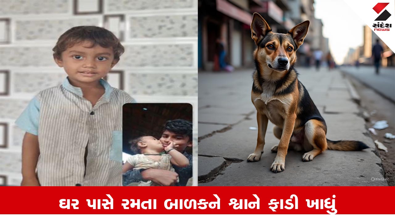 છોટાઉદેપુરમાં રખડતા શ્વાનનો આતંક: 3 વર્ષના બાળકને શ્વાને ફાડી ખાતા મોત. આઘાતજનક ઘટના.
