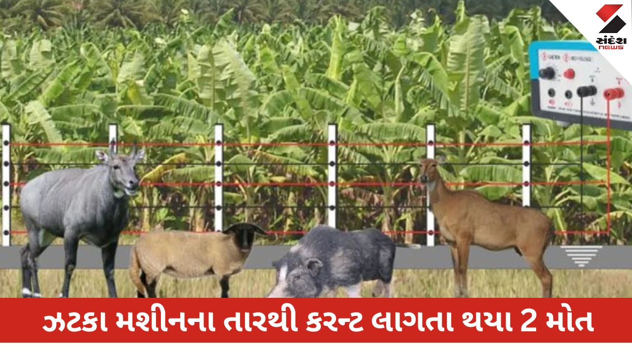 ભરૂચ: વાલિયામાં ખેતરમાં ઝટકા મશીનથી કરન્ટ લાગતા 2 લોકોના મોત.