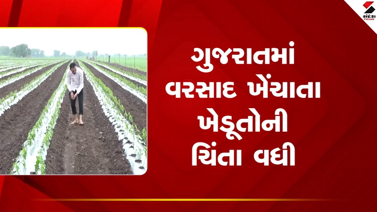 રાજકોટ સમાચાર: વરસાદ ખેંચાતા ખેડૂતોની ચિંતા વધી, ખેતરમાં પાક નિષ્ફળ જવાની ભીતિ.