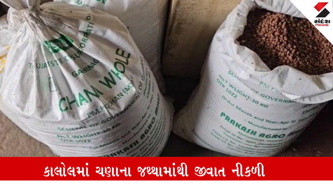 પંચમહાલ : કાલોલમાં મધ્યાહન ભોજનનો જથ્થો ખરાબ, ચણાના જથ્થામાંથી જીવાત નીકળી તે અંગેની માહિતી.