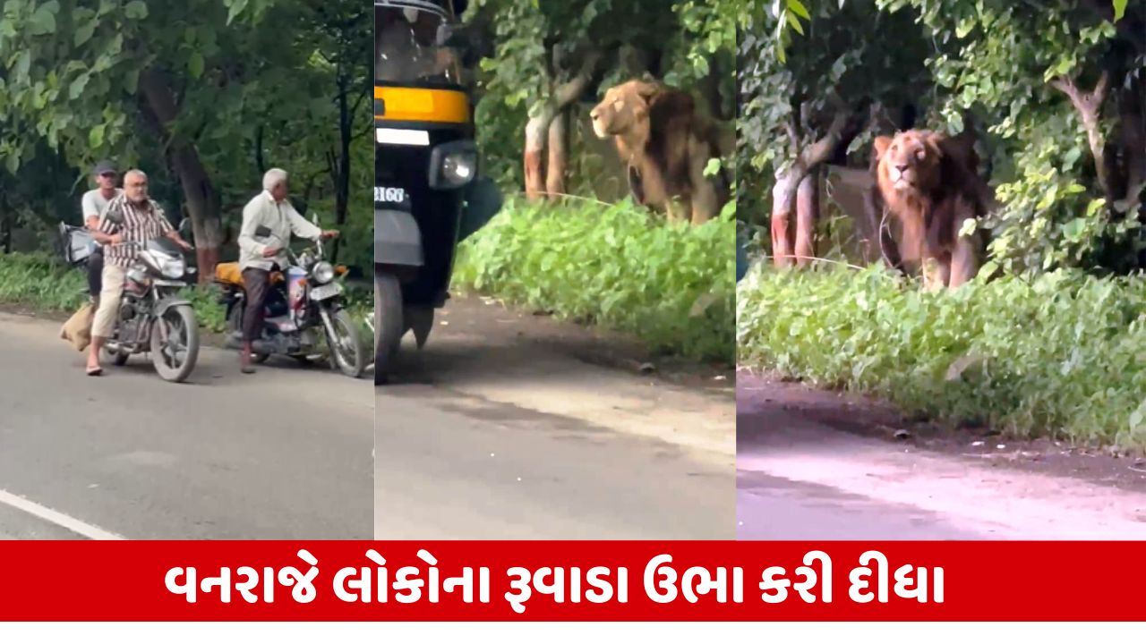 Junagadh: ગિરનારનો વનરાજ રોડ પર, વાહનચાલકો થંભી ગયા. Viral videoમાં સિંહ દર્શનનો લાભ!