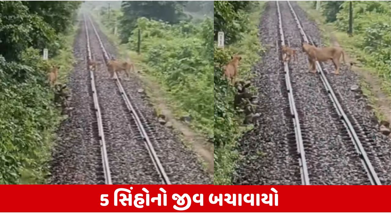 ભાવનગરના લોકો પાયલટોએ સતર્કતાથી 5 સિંહોના જીવ બચાવ્યા. અધિકારીઓએ લોકો પાયલટોના પ્રશંસનીય કાર્યની સરાહના કરી.
