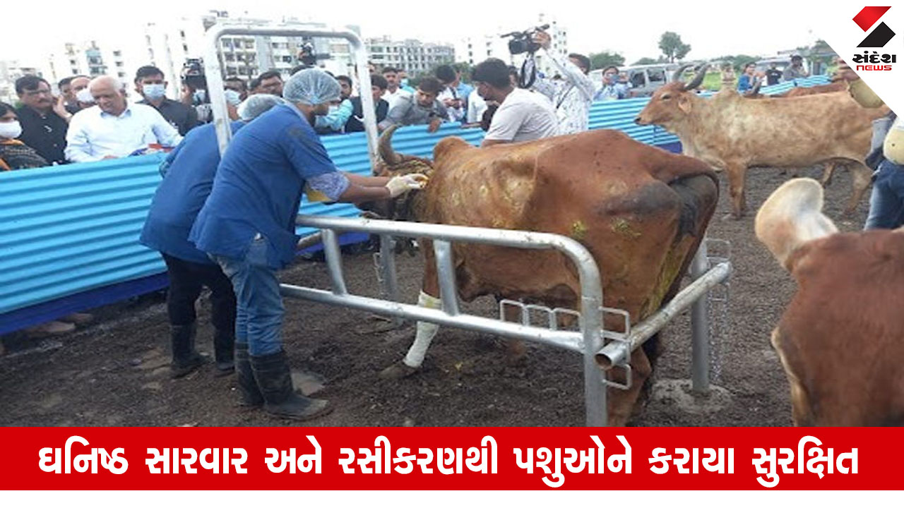 Gujarat News: રાજ્યમાં અત્યાર સુધીમાં લમ્પી વાયરસના 462 કેસ નોંધાયા, 426 પશુઓ સ્વસ્થ થયાનો સરકારનો દાવો