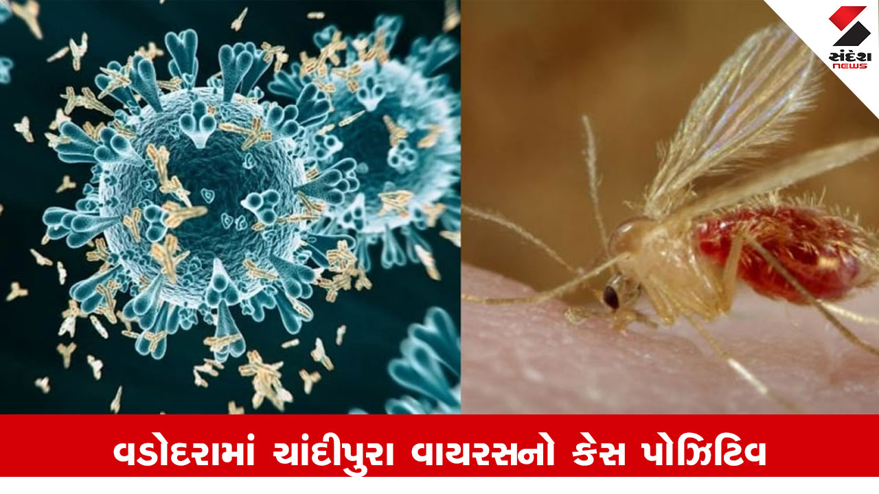 વડોદરામાં 8 મહિનાનું બાળક ચાંદીપુરા વાયરસથી સંક્રમિત; અત્યાર સુધીમાં 17 બાળકોના મોત થયા. NEWS.