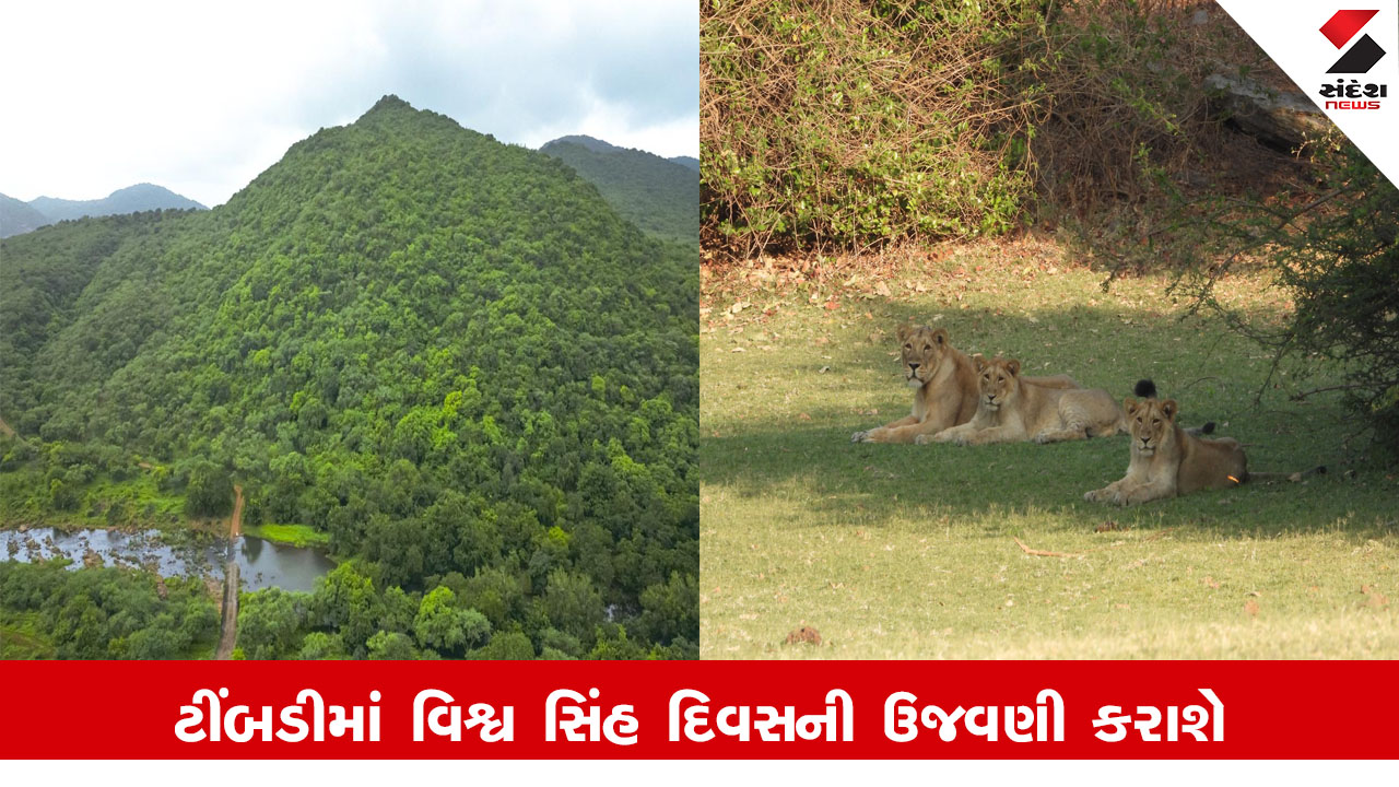 World Lion Day 2025 : ગુજરાતમાં સિંહોની વસ્તી 32%થી વધીને 891 થઈ, સૌરાષ્ટ્રના 11 જિલ્લાઓમાં 'વિશ્વ સિંહ દિવસ'ની ભવ્ય ઉજવણી થશે