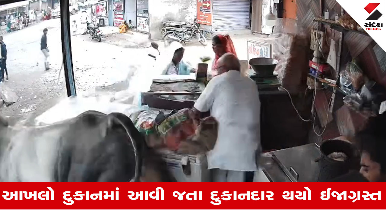 Kutchના સામખિયાળીમાં રખડતા ઢોરનો આતંક યથાવત, દુકાનમાં આખલો ઘૂસી જતા દુકાનદાર ઈજાગ્રસ્ત