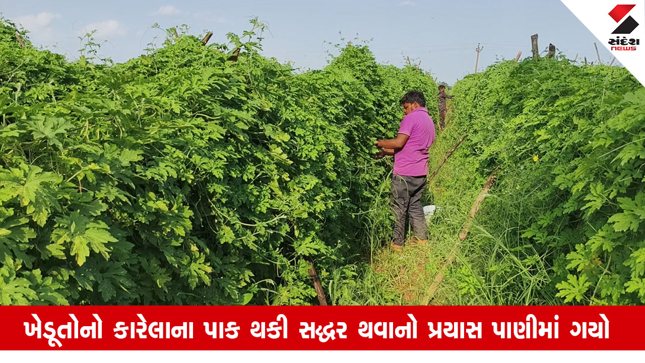 Gujarat News: અચાનક ભાવ ગગડી જતાં કારેલાનું વાવેતર કરનારા ખેડૂતોને રોવાનો વારો આવ્યો