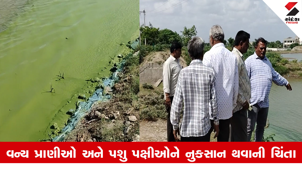Amreli News: લીલીયાના નીકકંઠ સરોવરમાં અજાણ્યા શખ્સે કેમીકલ નાંખતા પાણી લીલા રંગનું થઈ ગયું