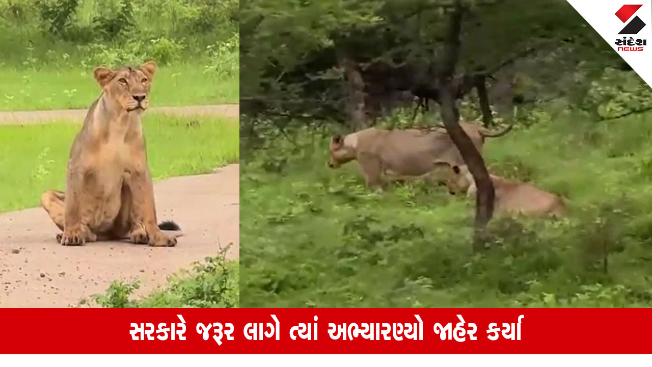 Junagadh News: રાજ્યમાં 891માંથી 400 જેટલા સિંહ અભ્યારણ્યની બહાર છે, સાવજની સુરક્ષા અંગે વિચારણા ચાલુ