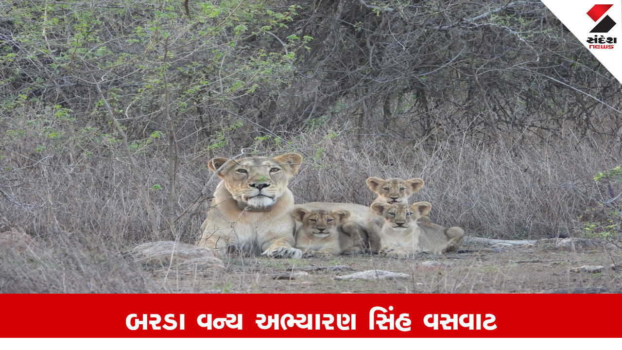 પોરબંદર સમાચાર: 143 વર્ષ પછી બરડા ડુંગરમાં સિંહોનું કુદરતી પુનઃ વસવાટ શરૂ, CM એ બરડા માટે સહાય જાહેર કરી.