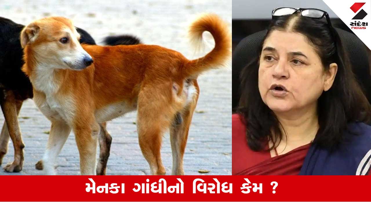 દિલ્હીમાં 3 લાખ શ્વાન: કેટલા SHELTER HOME બનાવશો? SC ના આદેશ પર મેનકા ગાંધીના સવાલ.