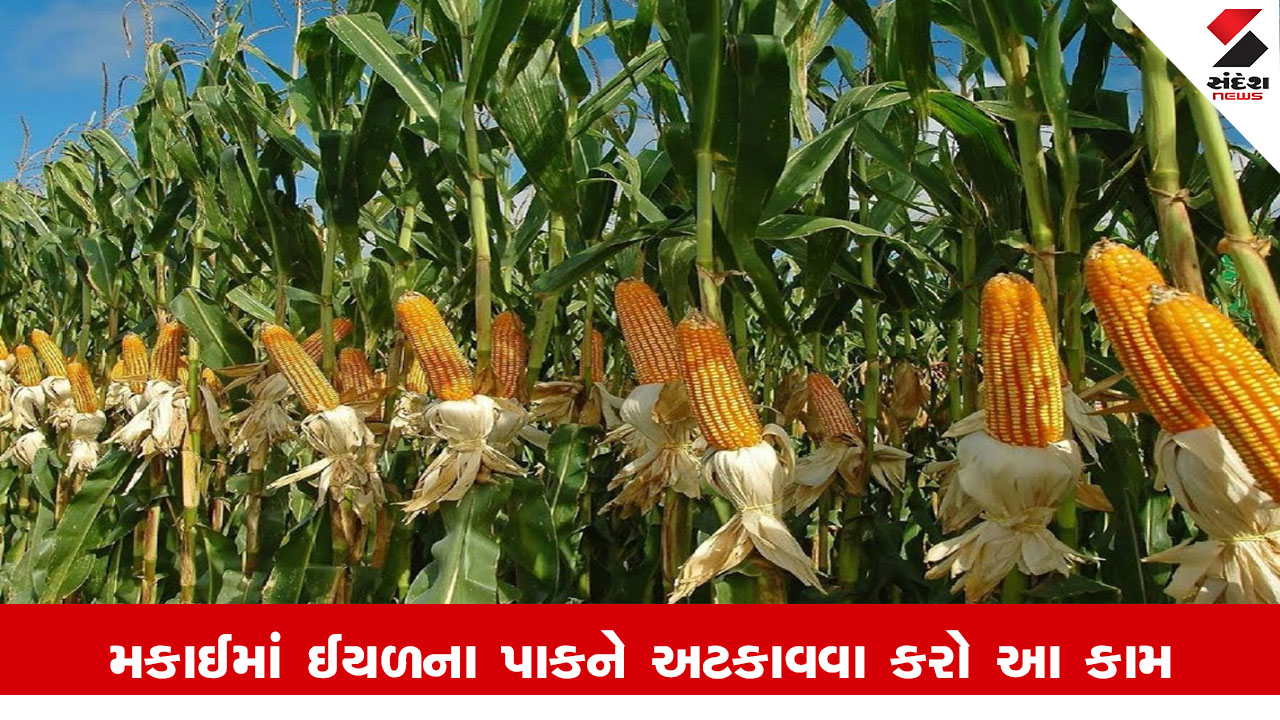 Agriculture News: મકાઈમાં લશ્કરી ઇયળના ઉપદ્રવને ઘટાડવા ખેડૂતોએ પ્રકાશ પિંજર, ફેરોમોન ટ્રેપ અને જંતુનાશક દવાઓનો ઉપયોગ કરવો.