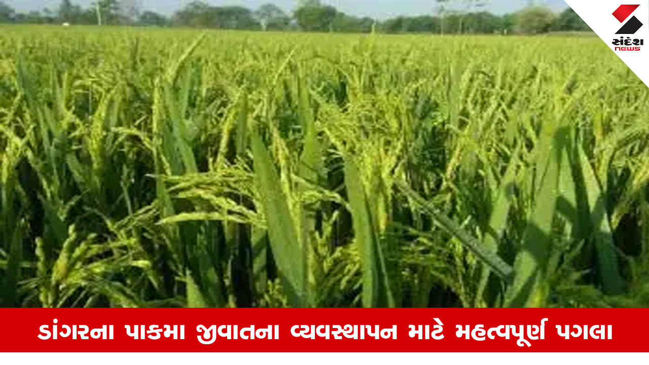 Gujarat News: ડાંગરના ઉભા પાકમાં રોગ અને જીવાતના ઉપદ્રવને ઘટાડવા ખેડૂતોએ આટલું જરૂર કરવું!