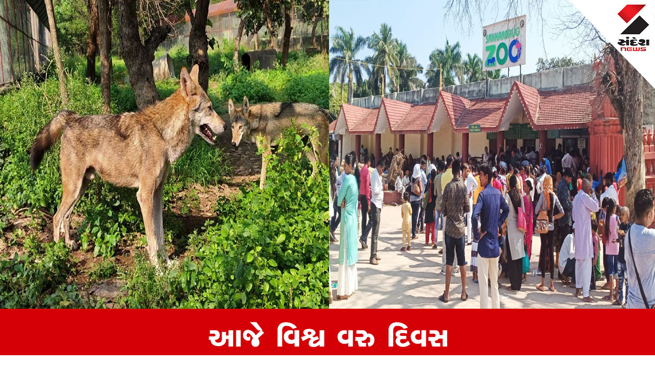 Junagadh News : જૂનાગઢ ઝૂ માં છેલ્લા 7 વર્ષમાં 173 બચ્ચાનો જન્મ થયો, આજે વિશ્વ વરુ દિવસ