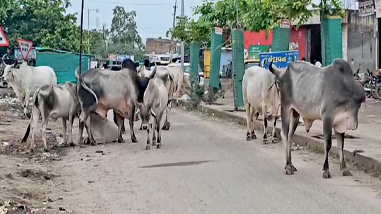 Patan: રાધનપુરમાં રખડતાં ઢોરથી વાહનચાલકો અને રાહદારીઓ ત્રસ્ત: નગરજનોની પાલિકા સામે રજૂઆત.