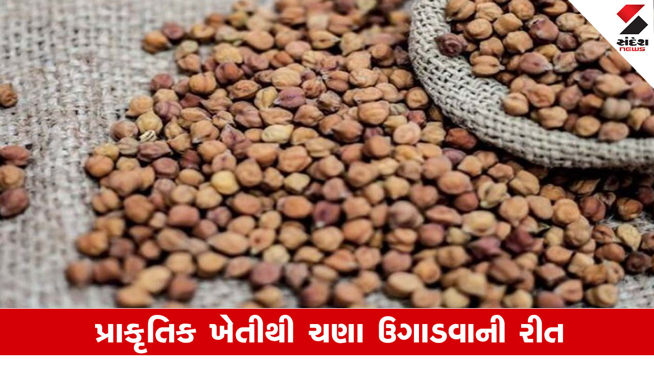 Agriculture News: જાણો પ્રાકૃતિક ખેતીથી ચણાની ખેતી કેવી રીતે કરી શકાય?