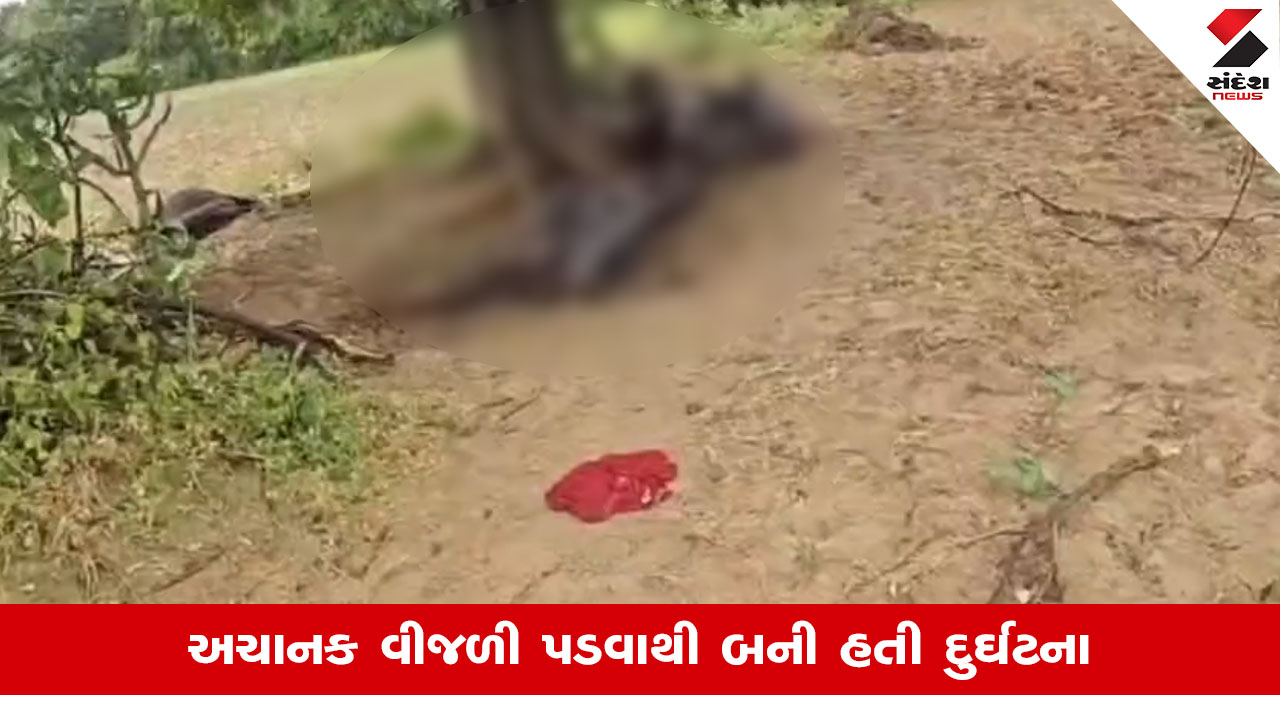 Banaskanthaની સરહદે રાજસ્થાનના સાંચોરમાં વીજળી પડતા 4 ભેંસોનું મોત, ખેડૂત પરિવાર પર તૂટી પડ્યો આભ