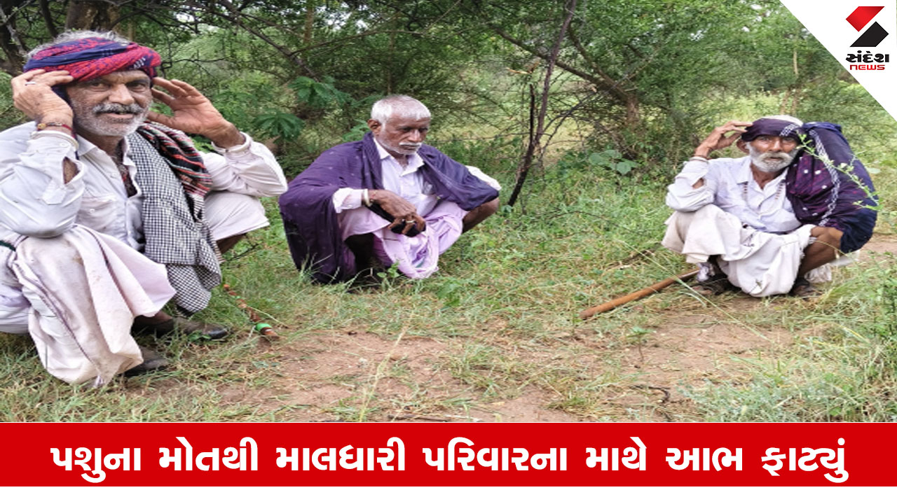 Surendranagar News: લખતરના મુળીમાં વીજળી પડતા 48 પશુના મોત નિપજ્યા, માલધારી પરિવાર પર આફતનો વરસાદ