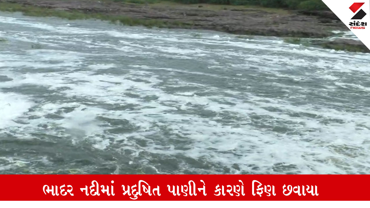 Jetpur: સામાન્ય વરસાદનો પ્રદૂષણ માફિયાઓએ મોકો જોઈને ફાયદો ઉઠાવ્યો, ભાદર નદીમાં પ્રદૂષિત પાણી છોડ્યું