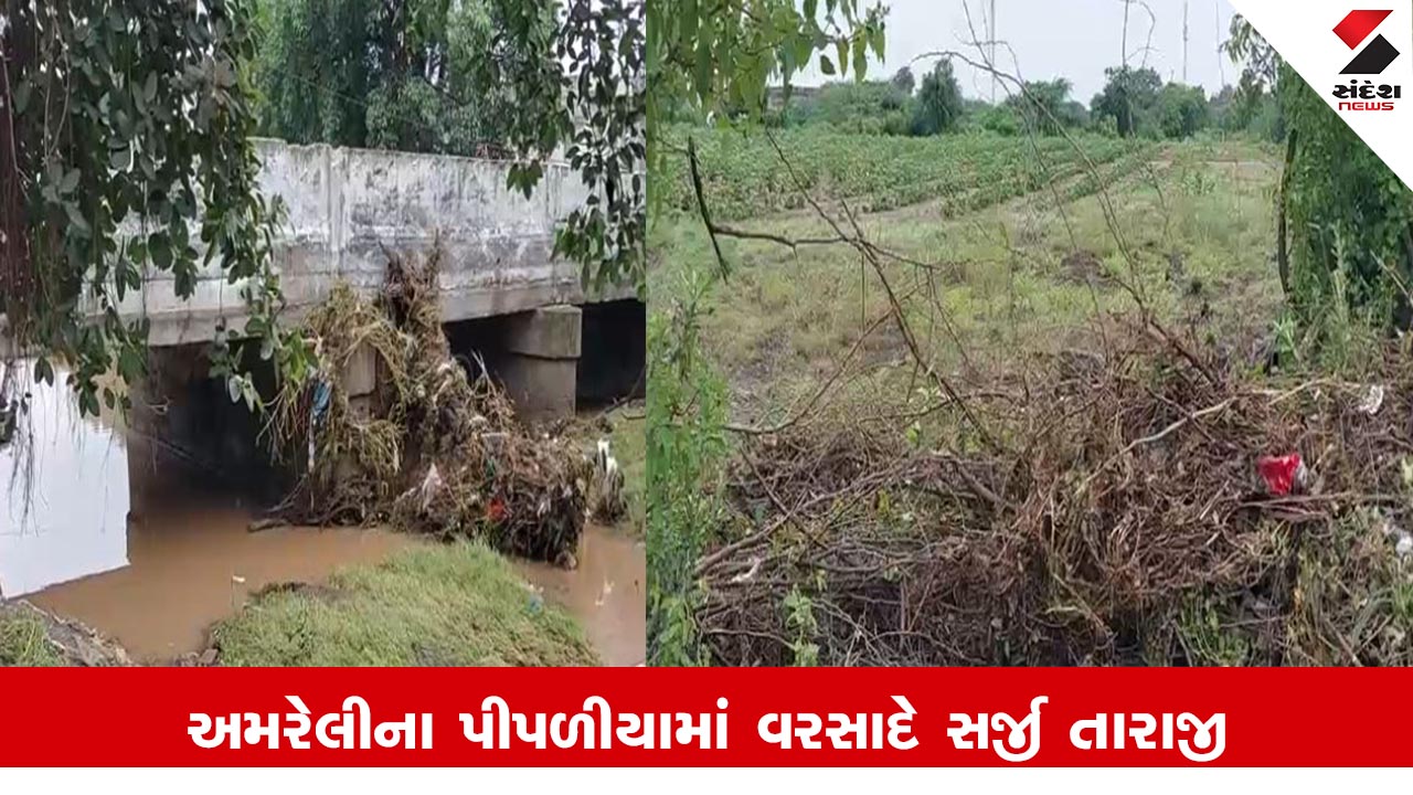 Amreli News : અમરેલીના પીપળીયામાં વરસાદે સર્જી તારાજી, ખેતરોમાં ખેડૂતોના પાક પાણીમાં ગરકાવ