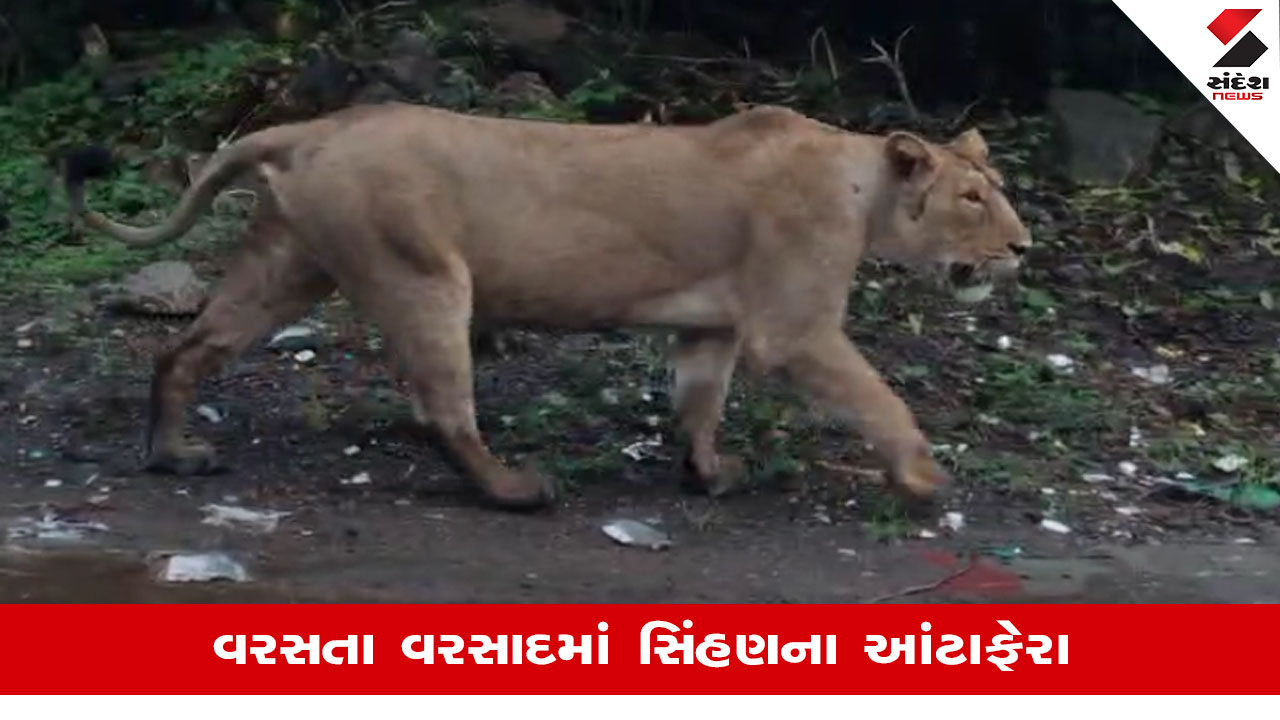 Gir Somnathના ગીરગઢડામાં ધોળા દિવસે સિંહણ લટાર મારતી જોવા મળી, લોકોમાં ફેલાયો ભયનો માહોલ