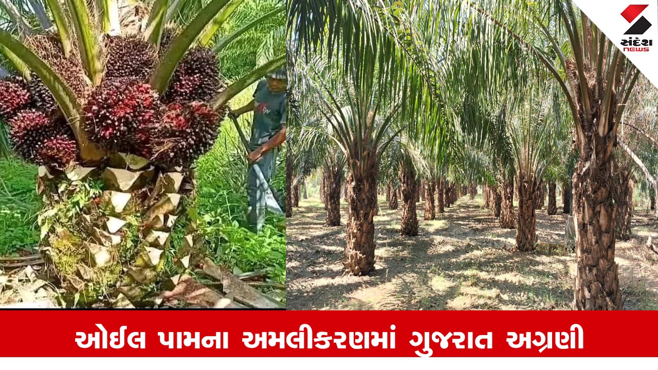 Agriculture News : ઓઈલ પામના વાવેતરથી ખૂલ્યા ખેડૂતોની પ્રગતિના દ્વાર, ઓઈલ પામના અમલીકરણમાં ગુજરાત અગ્રણી