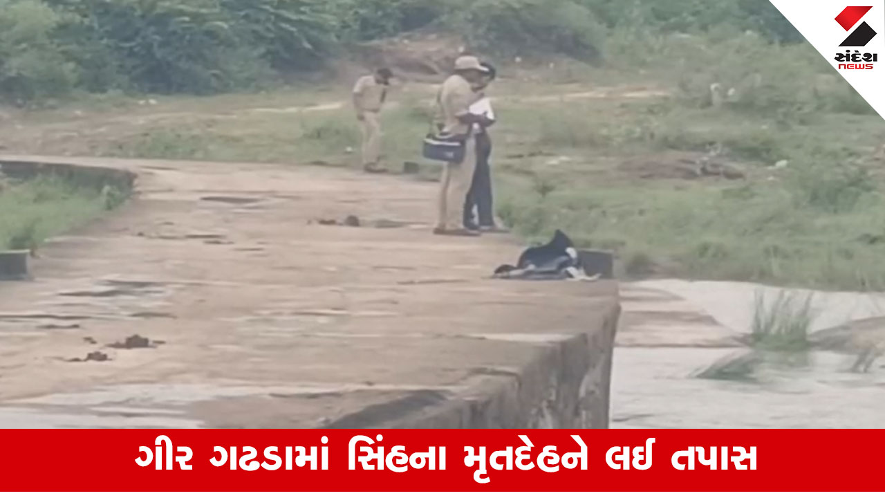 Gir Somnath: સિંહના મોત મામલે વન વિભાગે નાગડિયા ગામના 2 શખ્સને ઉઠાવ્યા, પાકને બચાવવા ખેતરમાં વીજ કરંટ મૂક્યો હતો