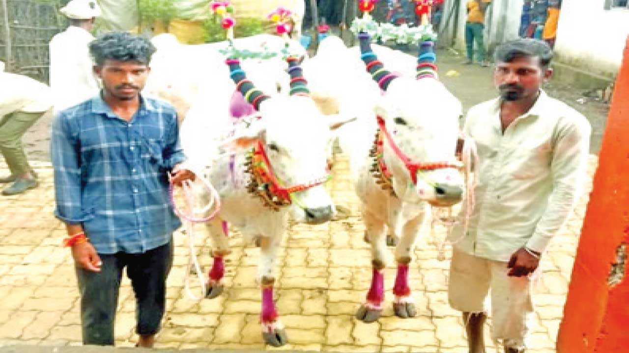 Narmada:સાતપુડા પર્વતમાળાના આદિવાસી વિસ્તારમાં ચૌવરી અમાસની ઉજવણી