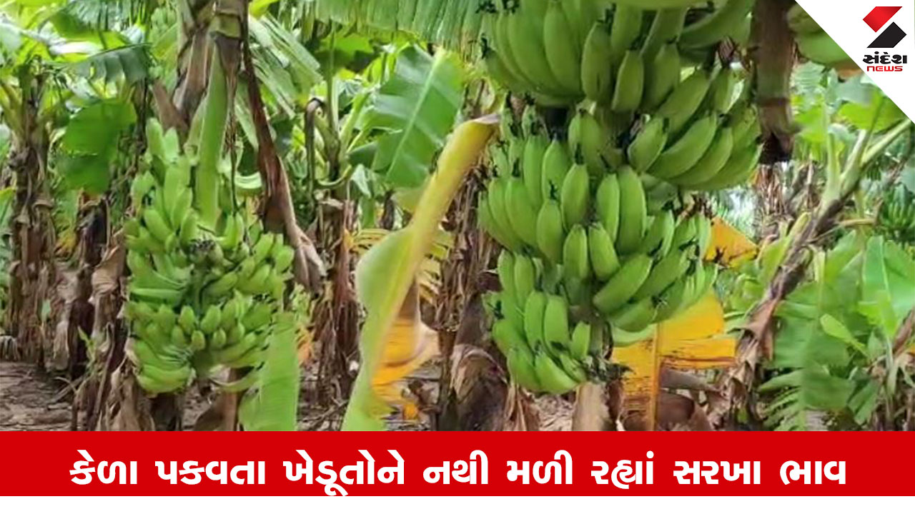 Vadodara News : શિનોરમાં કેળાની ખેતી કરતા ખેડૂતોનું દર્દ છલકાયું, કહ્યું, કેળાના ભાવ તળિયે જતા બિયારણનો ખર્ચ પણ ના નિકળ્યો