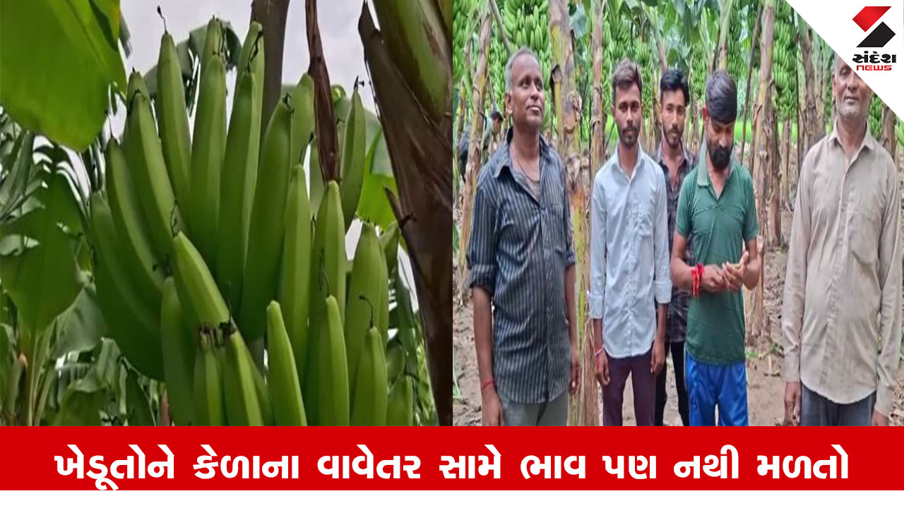 Anand News : આણંદ જિલ્લામાં કેળાની ખેતી કરતા ખેડૂતોને રડવાનો વારો આવ્યો, ભાવ તળિયે બેસી જતા ખેડૂતો મૂંઝાયા