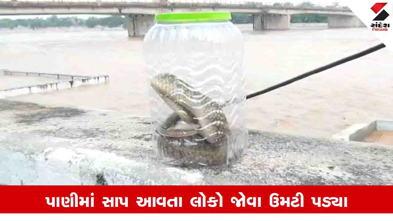 Ahmedabad News: રિવરફ્રન્ટ પર તણાઈને આવેલા 100 સાપનું રેસ્ક્યૂ કરાયું, સાબરમતી નદીના પાણીમાં 250થી વધુ સાપ દેખાયા
