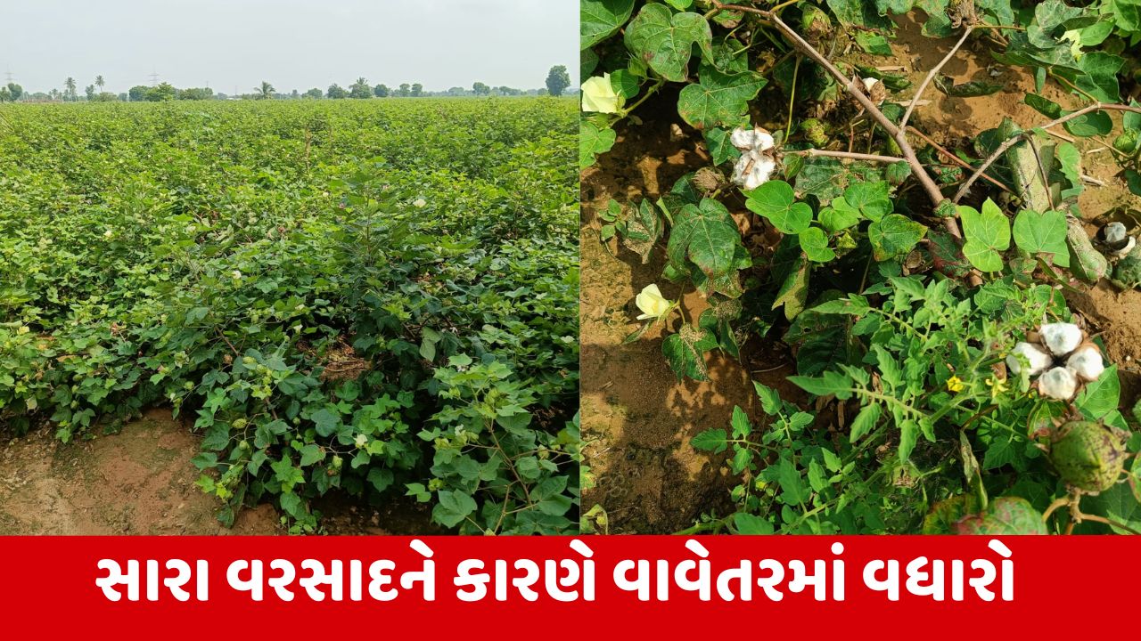 Kachchh : ખેડૂતો દ્વારા વિક્રમજનક 6,41,825 હેક્ટરમાં ખરીફ પાકોનું વાવેતર કરાયું